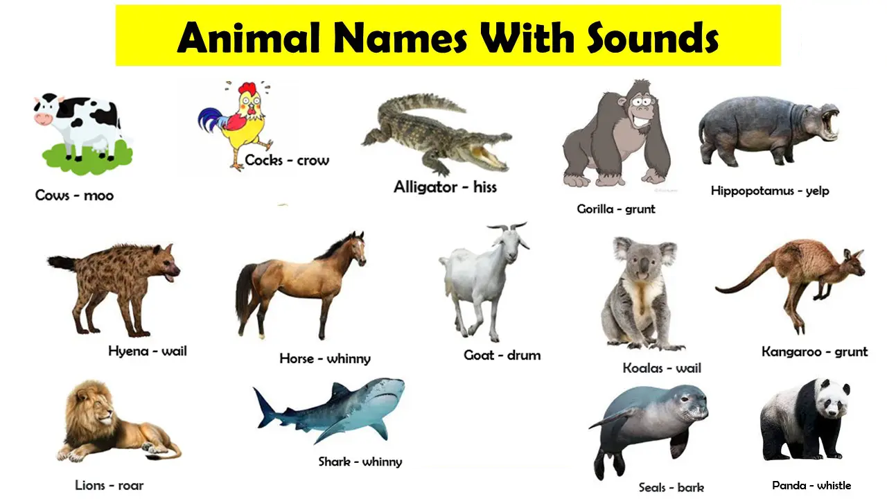 Animal Sound Name List PDF