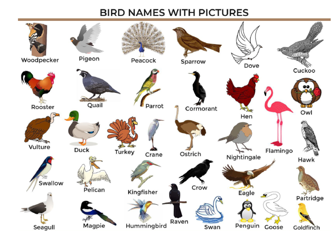 Bird Name Chart PDF