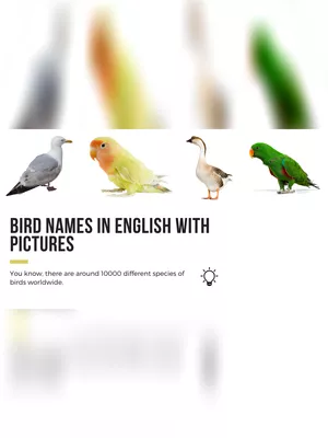 Birds Name List